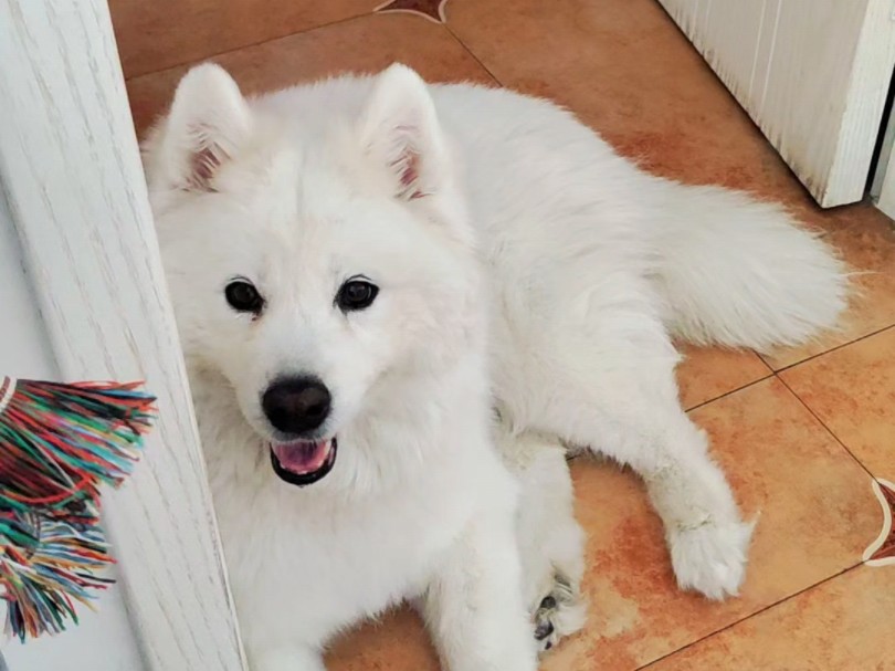 边牧:萨摩耶和羊有什么区别?