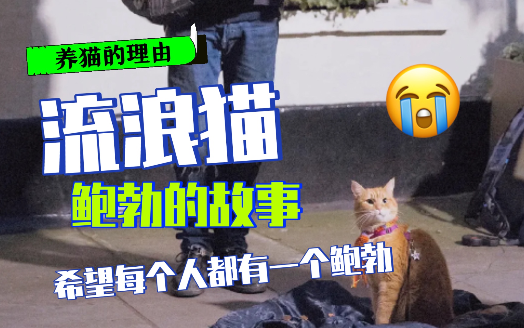 流浪猫鲍勃的故事哔哩哔哩bilibili