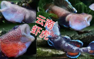 Download Video: 盘点几种来自云南的虾虎鱼，“金喉迷宫”、勐腊吻虾虎鱼/短叶吻虾虎鱼、“白颊”、“密点蓝喉”  当然了云南虾虎远不止这些，只是目前我只养过这些。