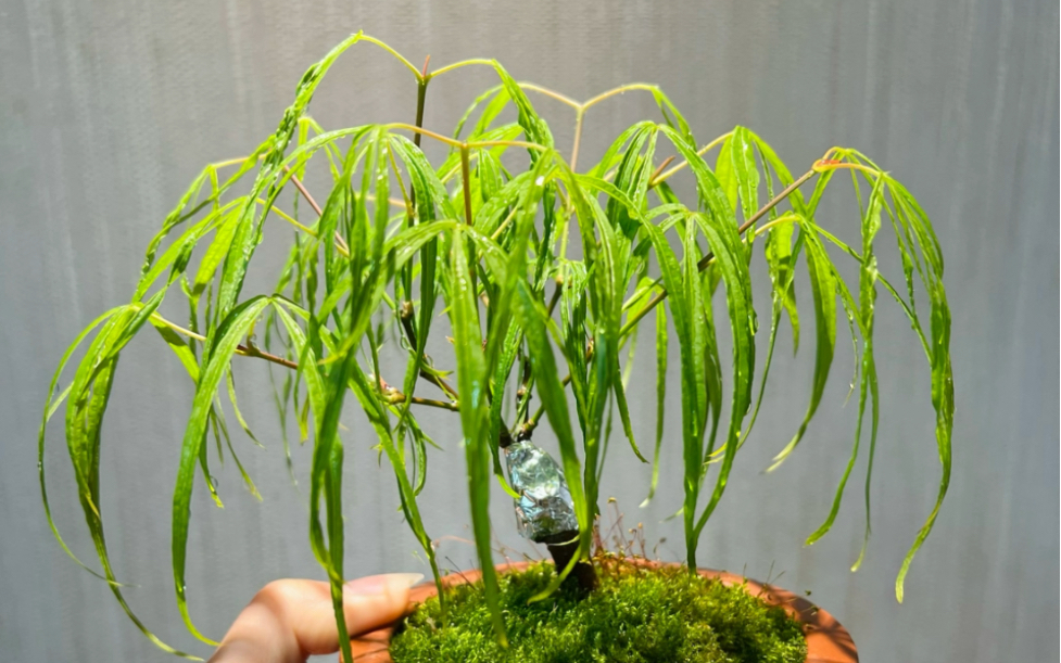 记录枫树 金线长头发的过程!