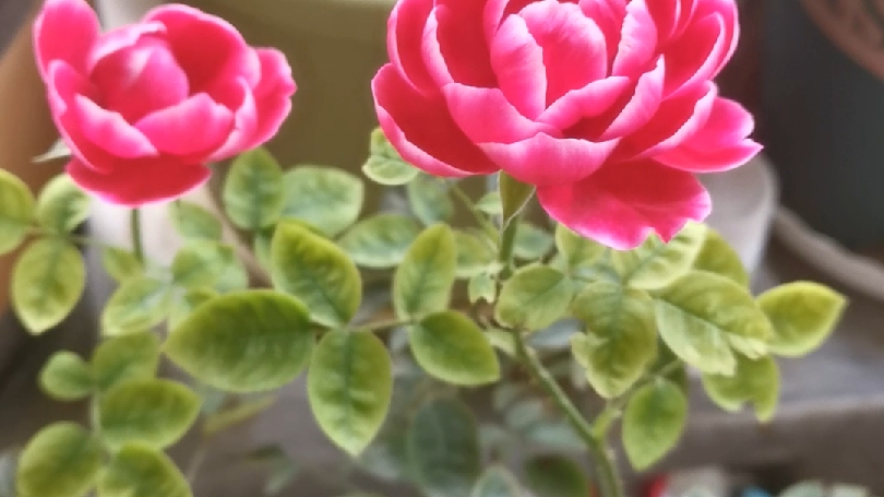 比你想象中更美,妖花日本玛丽月季小苗夏日开品