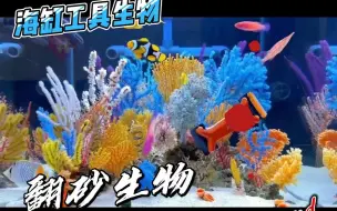 Tải video: 海缸工具生物-翻砂生物