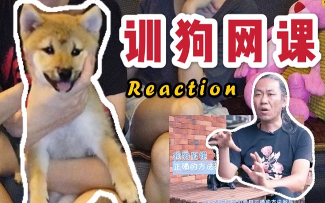 如何正确训狗?先上网课学习一下吧!主人和小柴犬一起看训狗视频的reaction(反应视频)哔哩哔哩bilibili