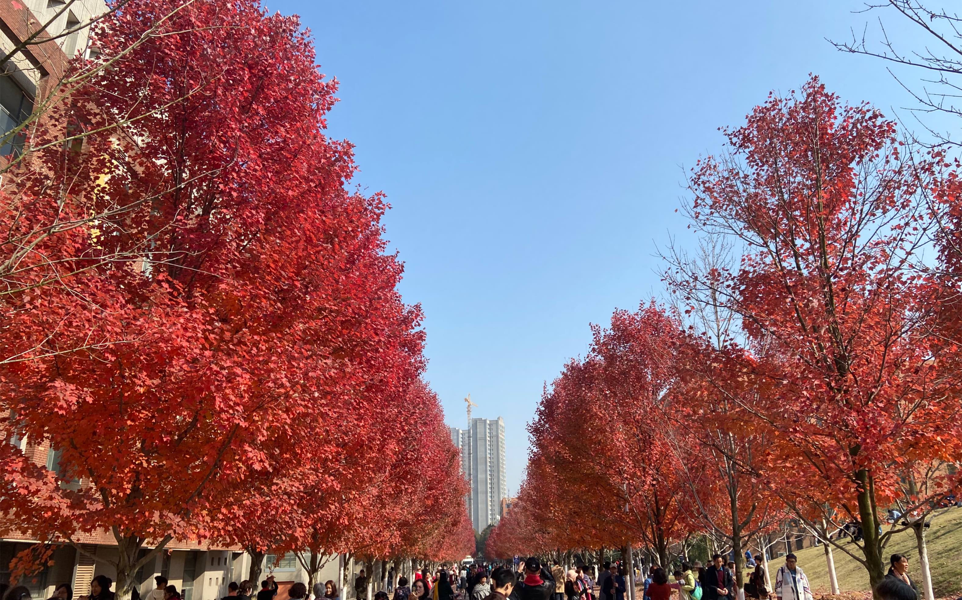 文化学院红枫叶林,阿姨们都好厉害,希望60岁我也能成为活力十足的阿姨
