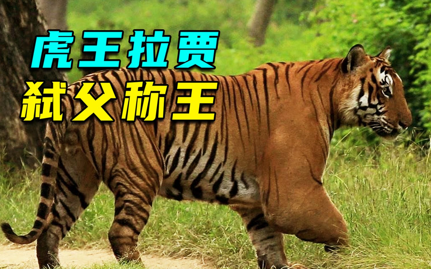 传奇虎王拉贾以弑父登上王位因名声大噪引来杀身之祸