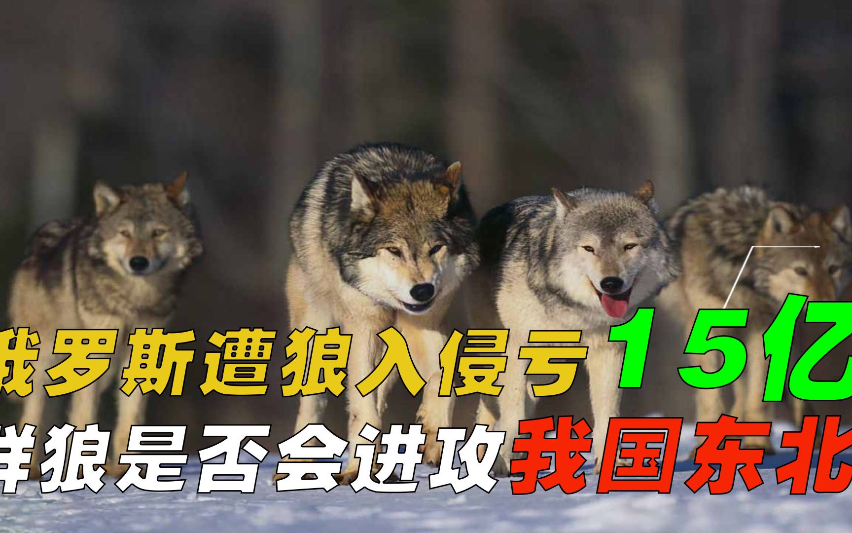 [图]俄罗斯野狼泛滥，人狼大战每年损失15亿，狼群会入侵我国东北吗？