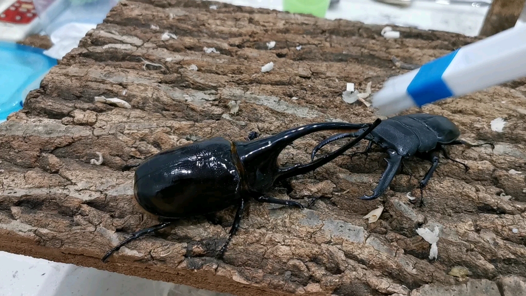 101巴拉望巨扁vs132海神大兜