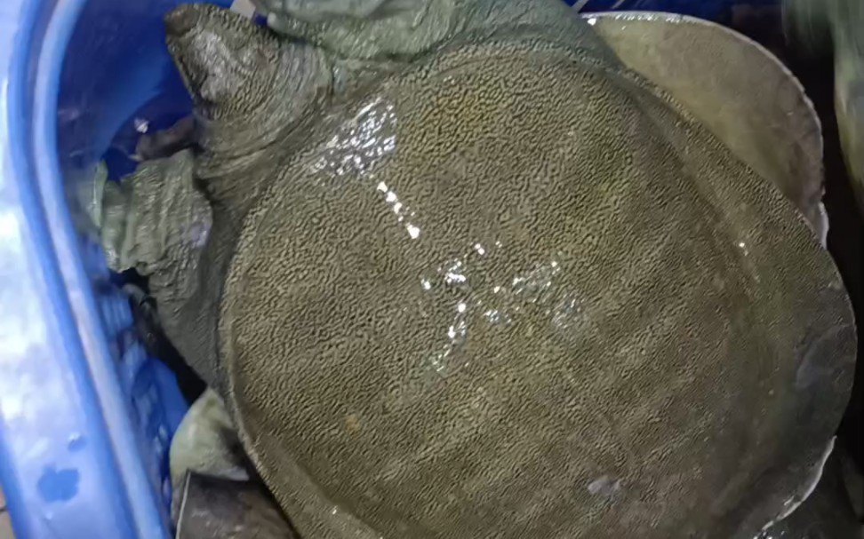 中华鳖江西老甲鱼八年的鱼,公母