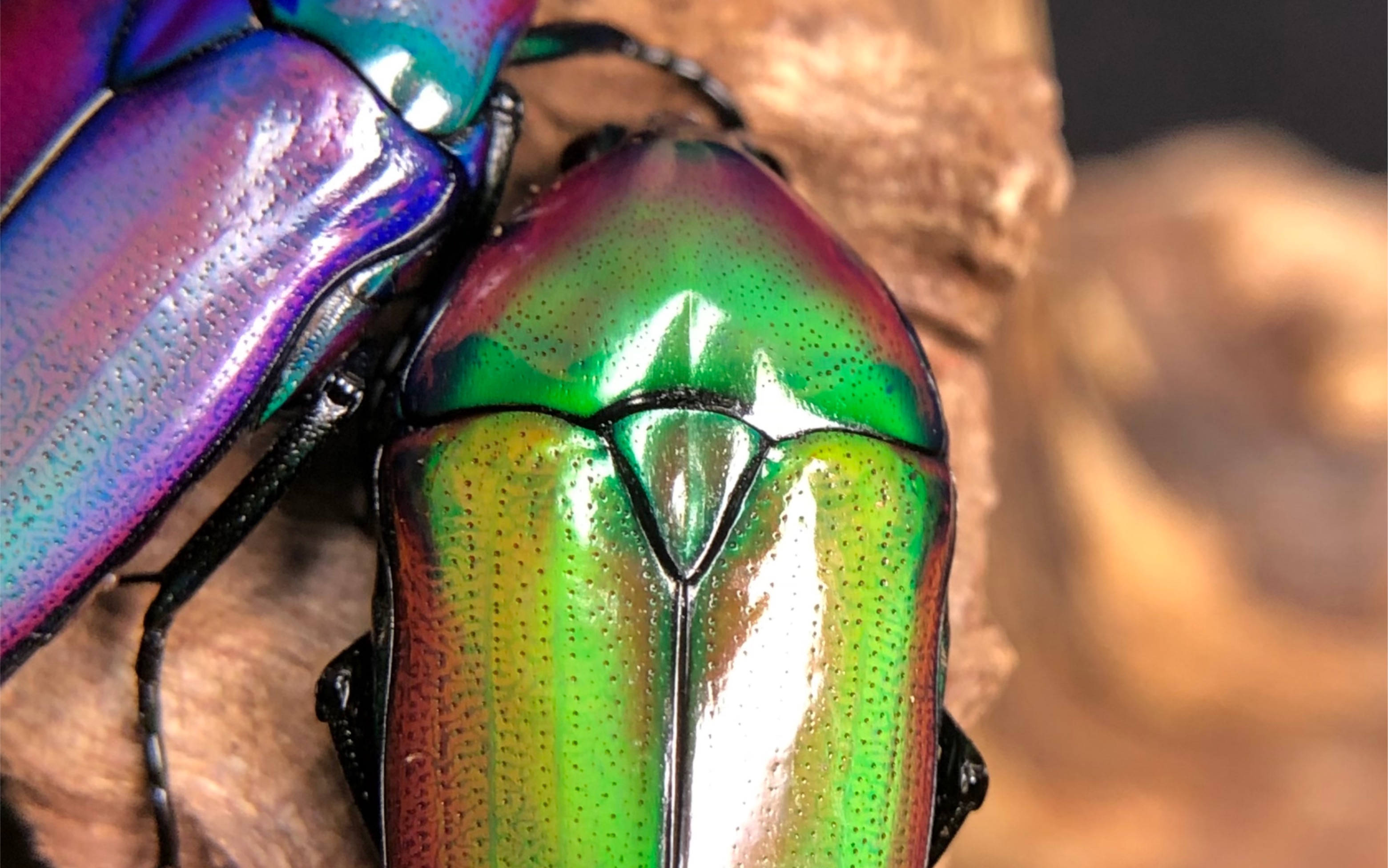 阿非利加/非阔花金龟开土蛋 成虫性别区分