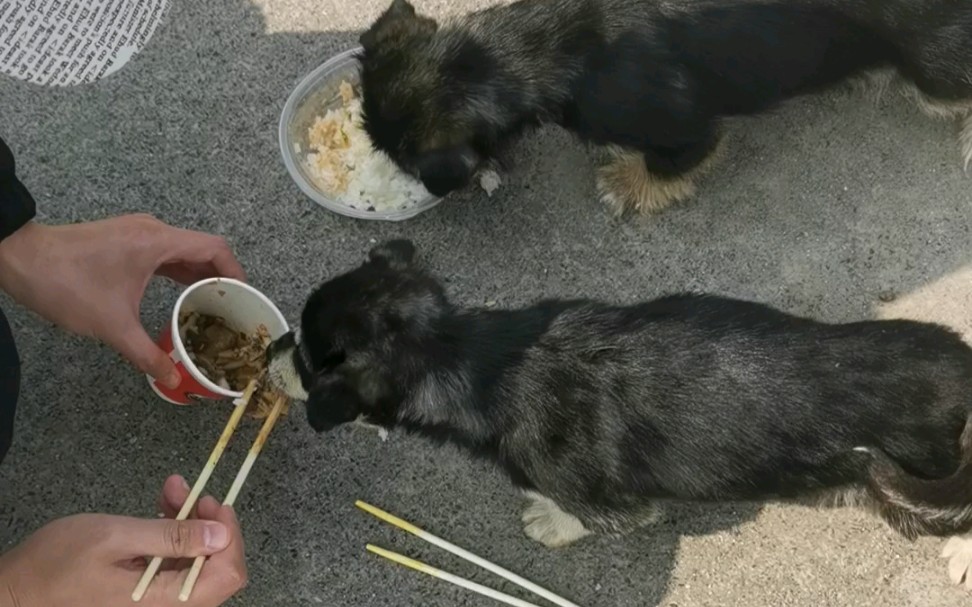 活动作品当代研究生投喂流浪狗视频