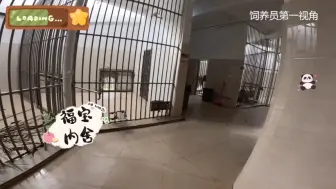 Download Video: 【饲养员视角】大熊猫福宝内舍吃苹果