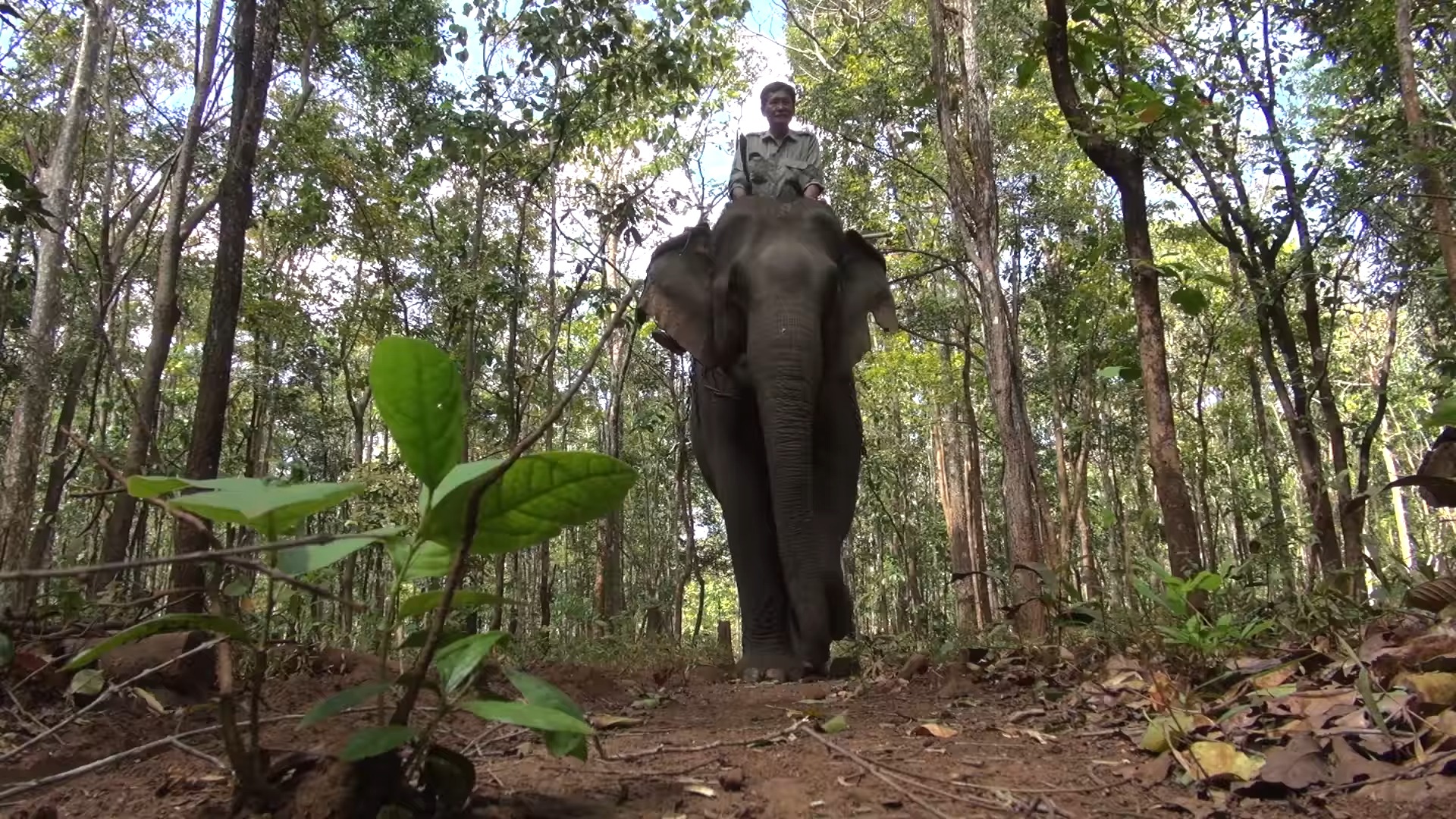 柬埔寨野生动物保护区两头前伐木大象获救