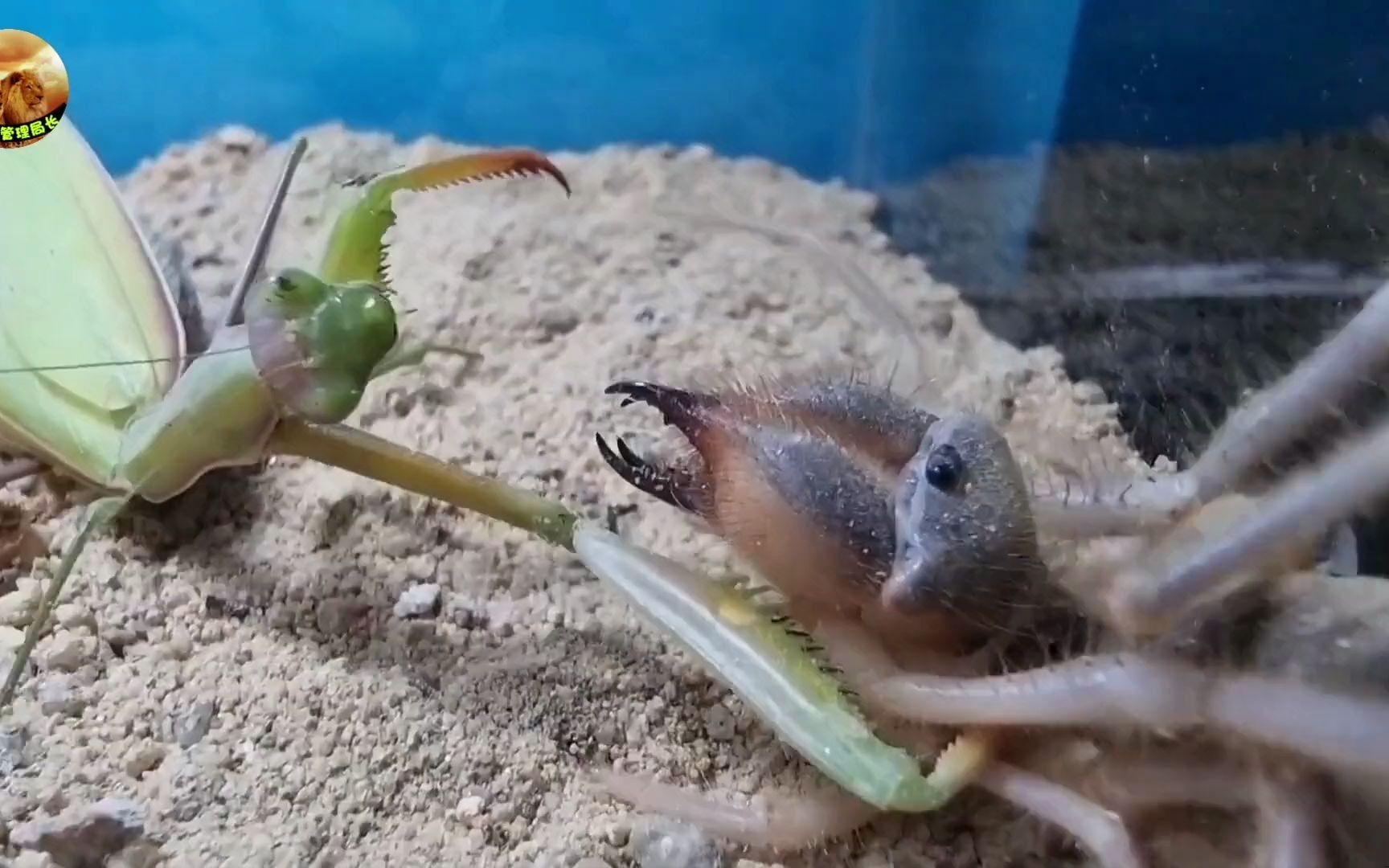 螳螂大战避日蛛,一场势均力敌的激烈碰撞