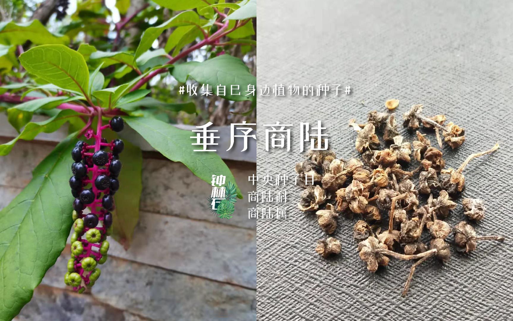 活动作品25号种子垂序商陆第四批外来入侵物种