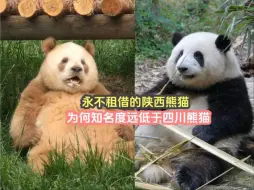 Descargar video: 永不租借的陕西熊猫，为何知名度远低于四川熊猫，真正的熊猫天堂