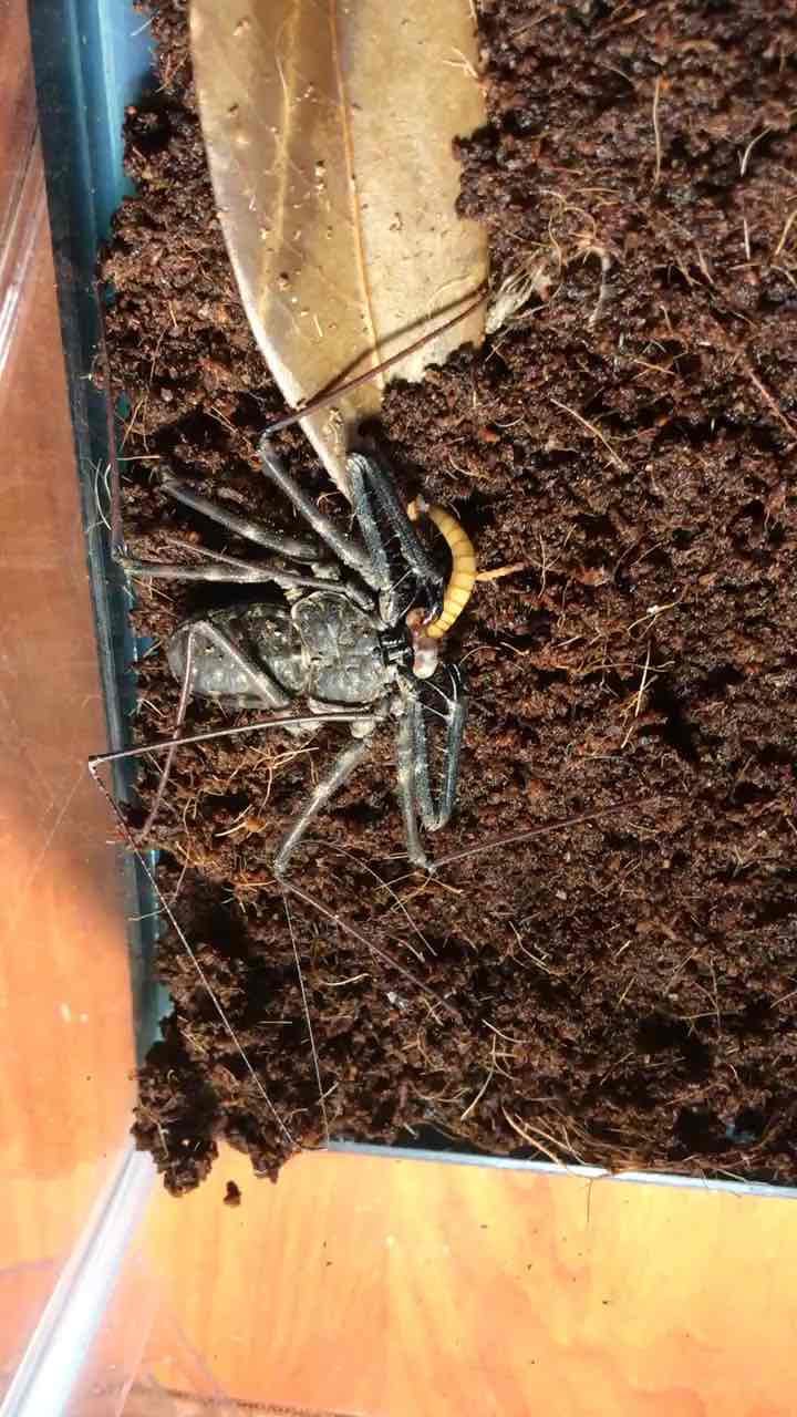 很早以前的视频,魔王鞭蛛的进食