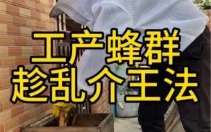 Tải video: 养蜂小伙用趁乱介王法给工产蜂群介新蜂王