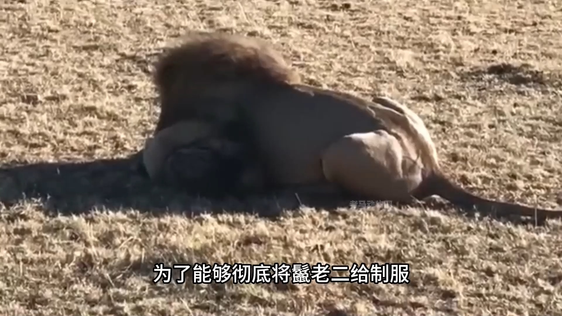455 雄狮攻击鬣狗和小鬣狗#野生动物零距离 #雄狮