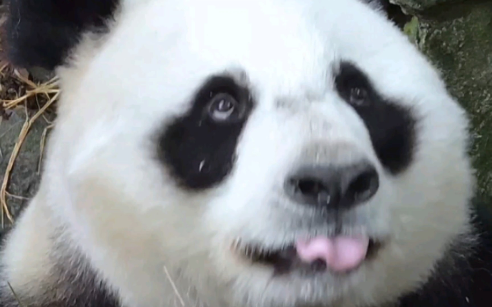 【大熊猫和和】和老板一口气打包四片竹子,炫到翻白眼