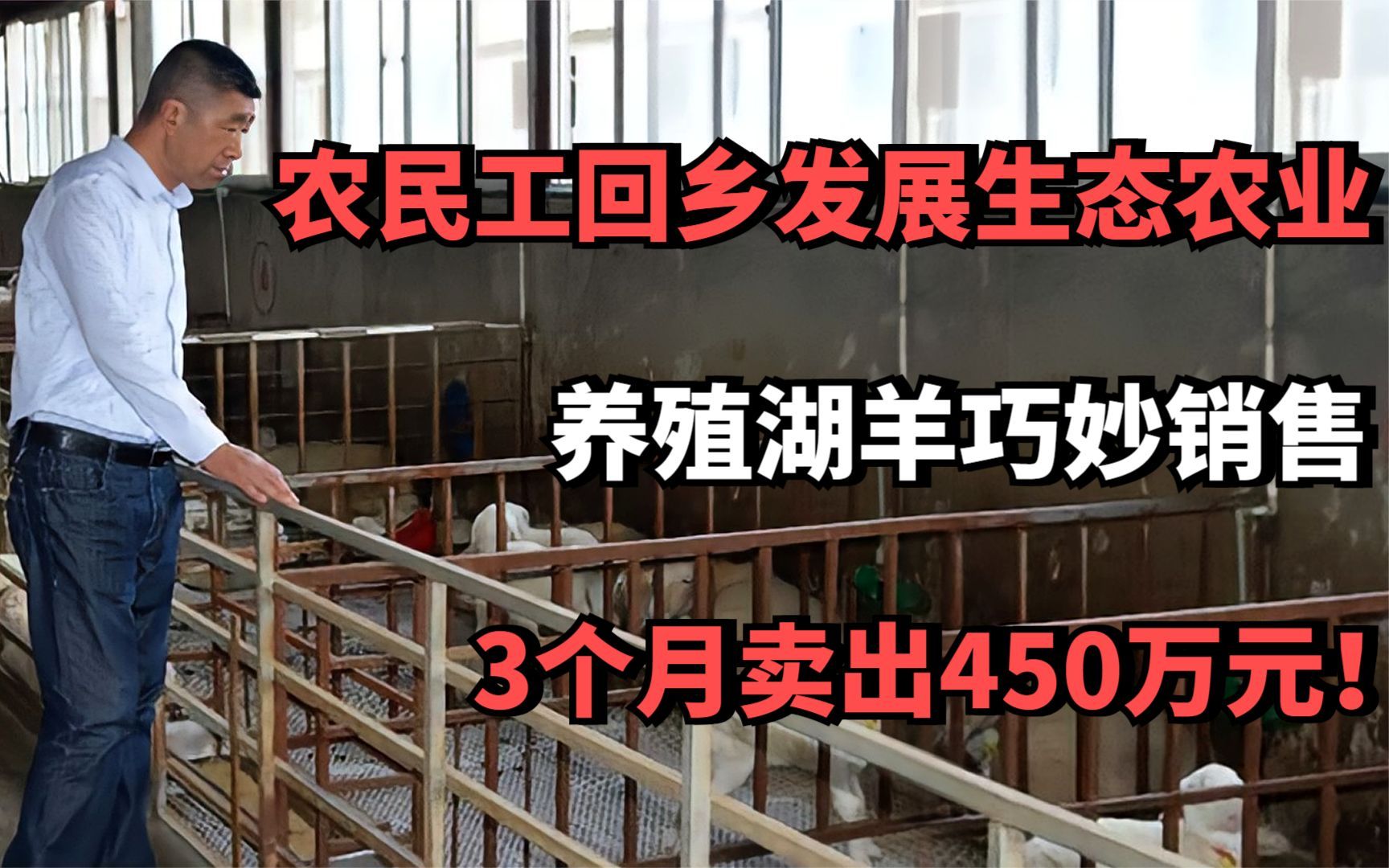 农民工回乡发展生态农业,养殖湖羊巧妙销售,3个月卖出450万元!哔哩哔哩bilibili