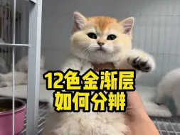 Скачать видео: 猫舍干货，英短12色金渐层如何挑选，怎么看金渐层品相，太干了，看了记得喝水！