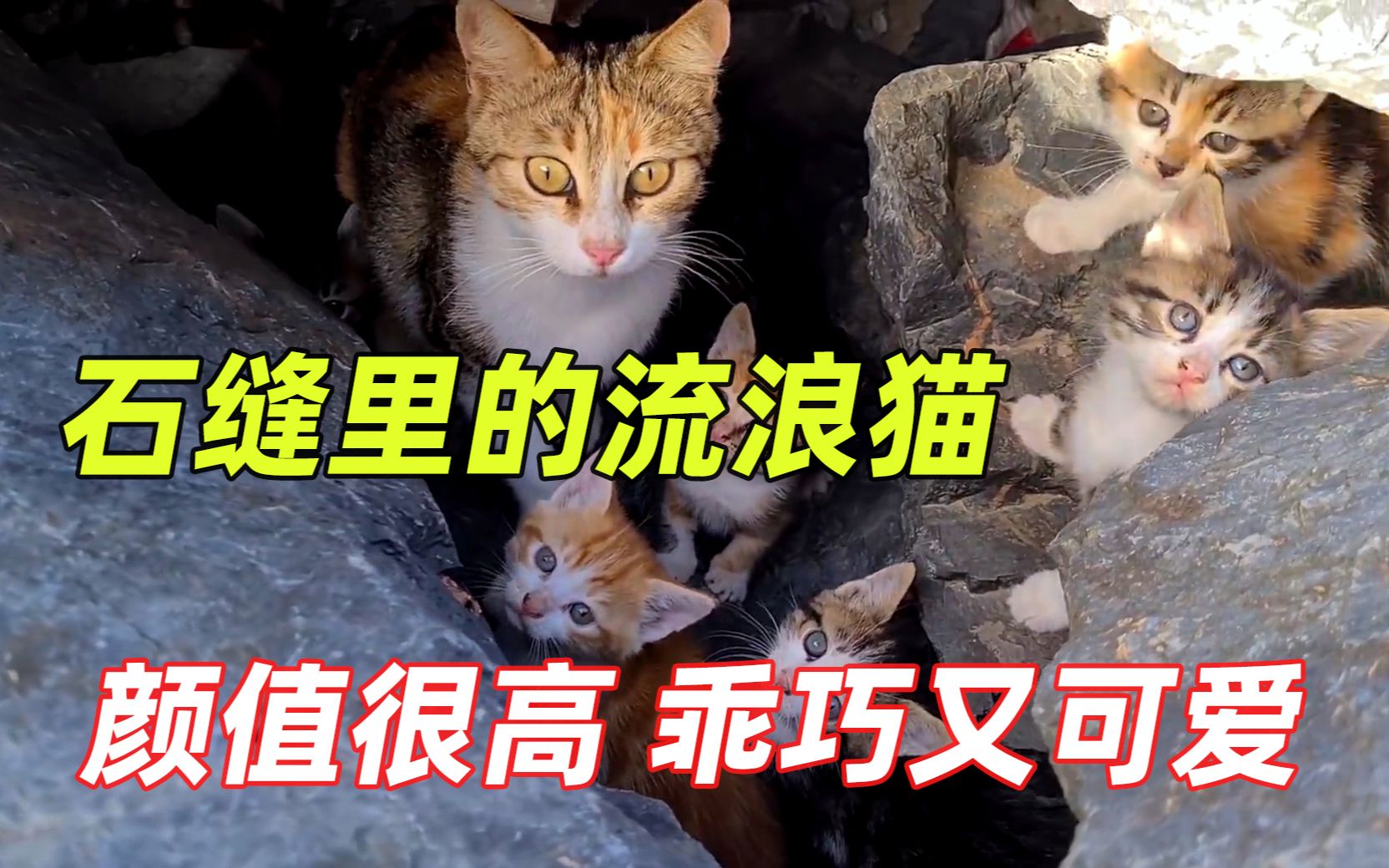 [图]猫妈妈带着6只小奶猫生活在海边的石缝里，偶遇好心小哥热心投喂