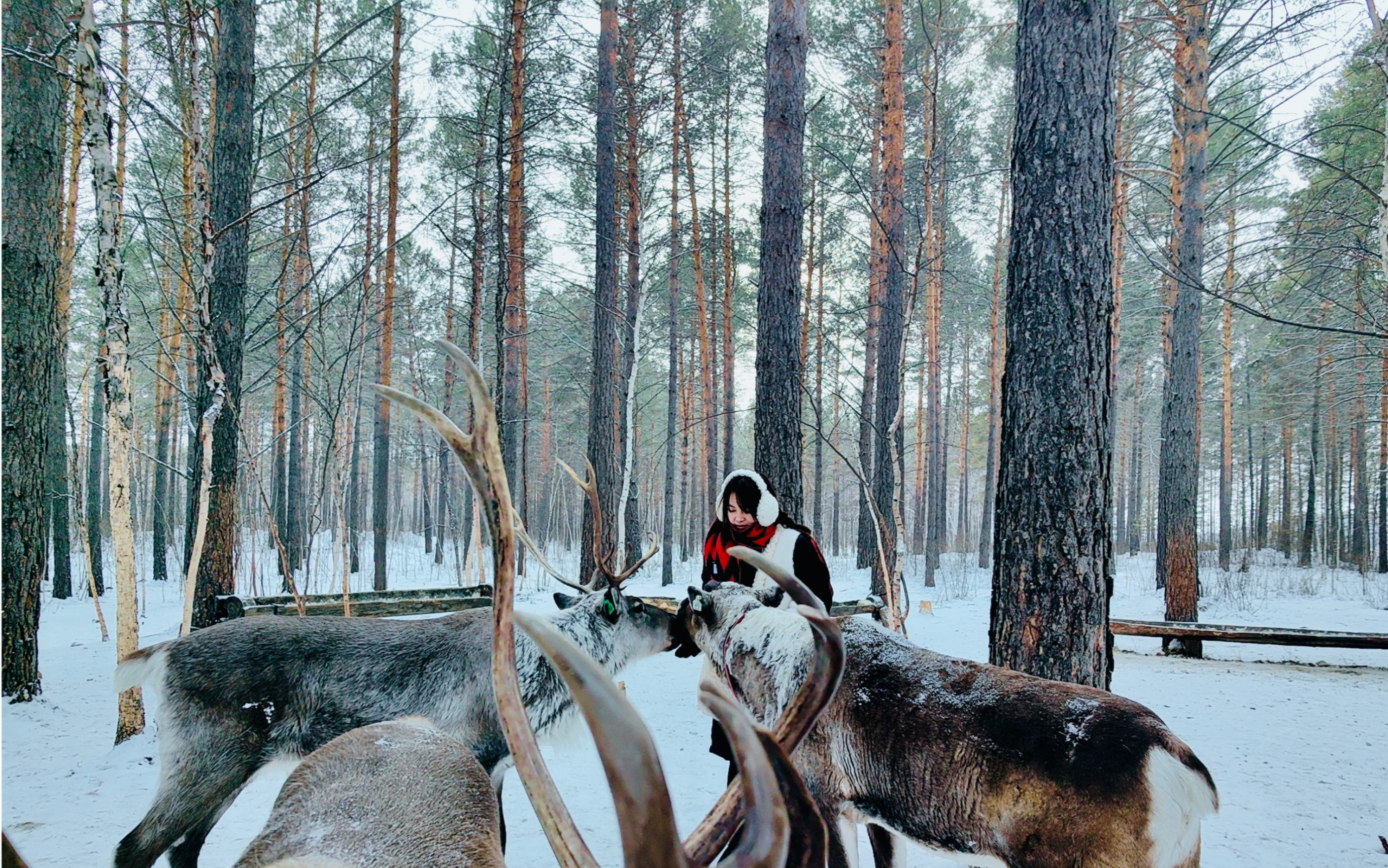 旅行vlog |漠河北极村|驯鹿园