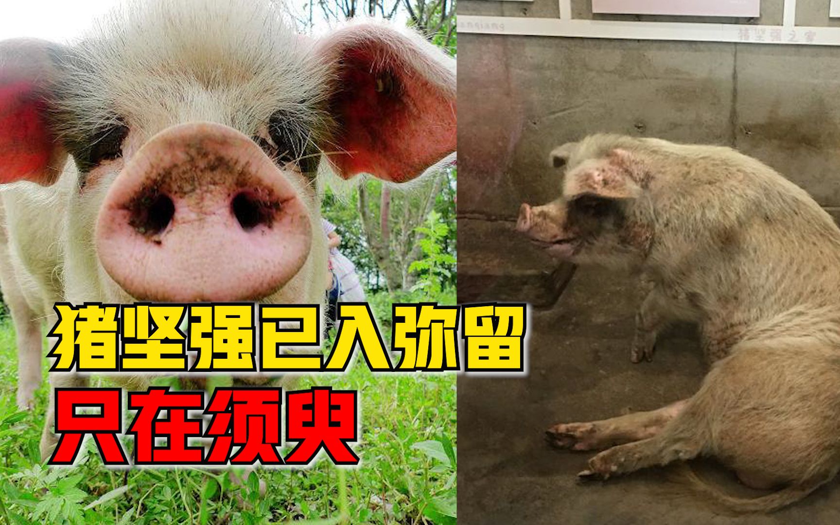 猪坚强已入弥留,因地震中被埋废墟36天牵动人心_哔哩哔哩 (゜-゜)つロ