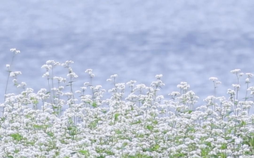 [图]探访广西更望湖，被人艾特看荞麦花是一件很幸福的事吧