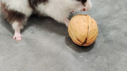 仓鼠吃核桃,无从下嘴.