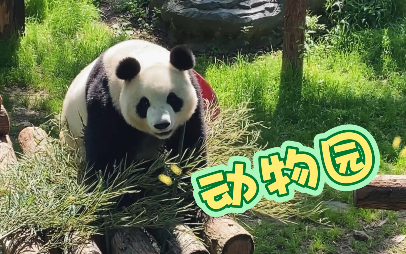 动物园里的一点点记录