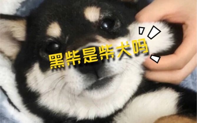 黑柴是柴犬吗?黑柴哪里买?价格多少哔哩哔哩bilibili