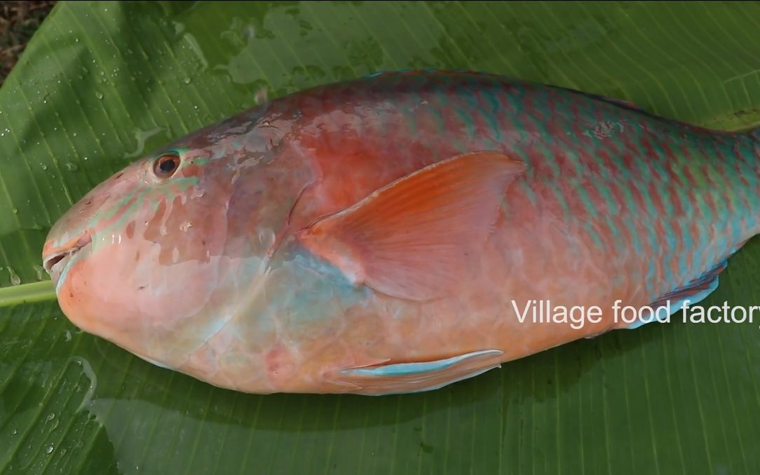 印度六爷四条可爱的大胖鱼被分尸油炸之后可真香