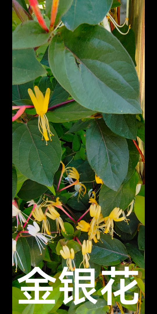 老外婆看世界--403 金银花 325(237)