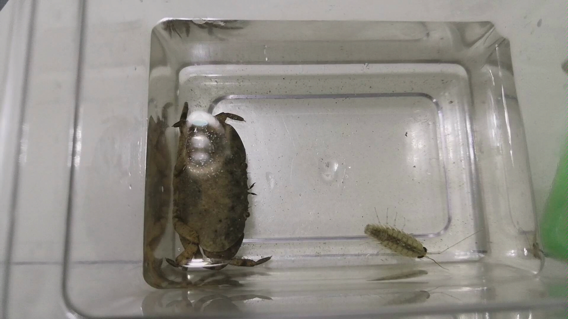 平额石扇蟹捕食海蟑螂