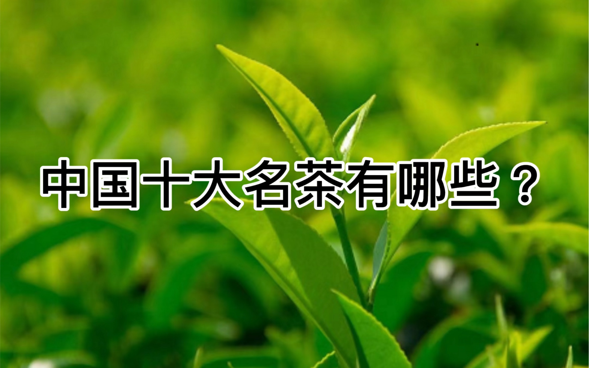 中國十大名茶有哪些