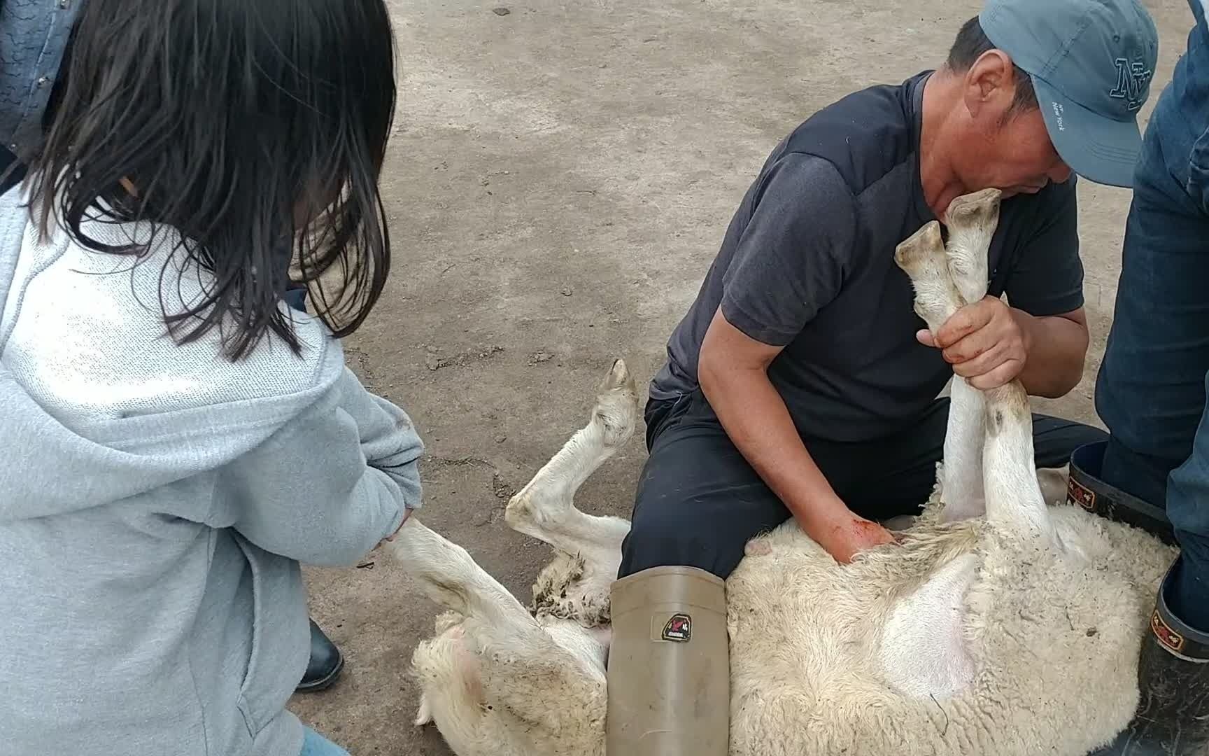 姑娘骑羊杀羊图片