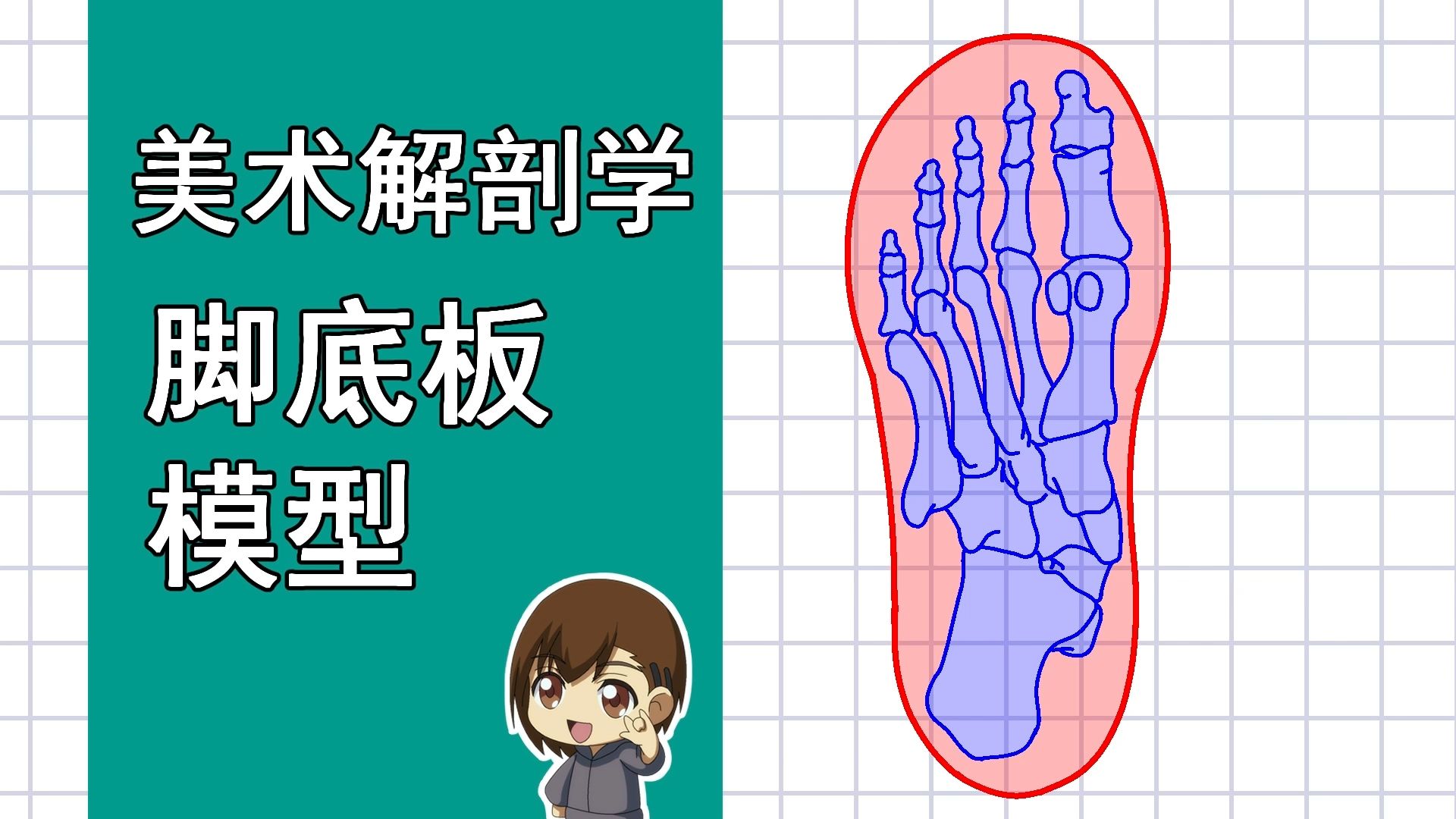 美术解剖学-82-脚底板模型