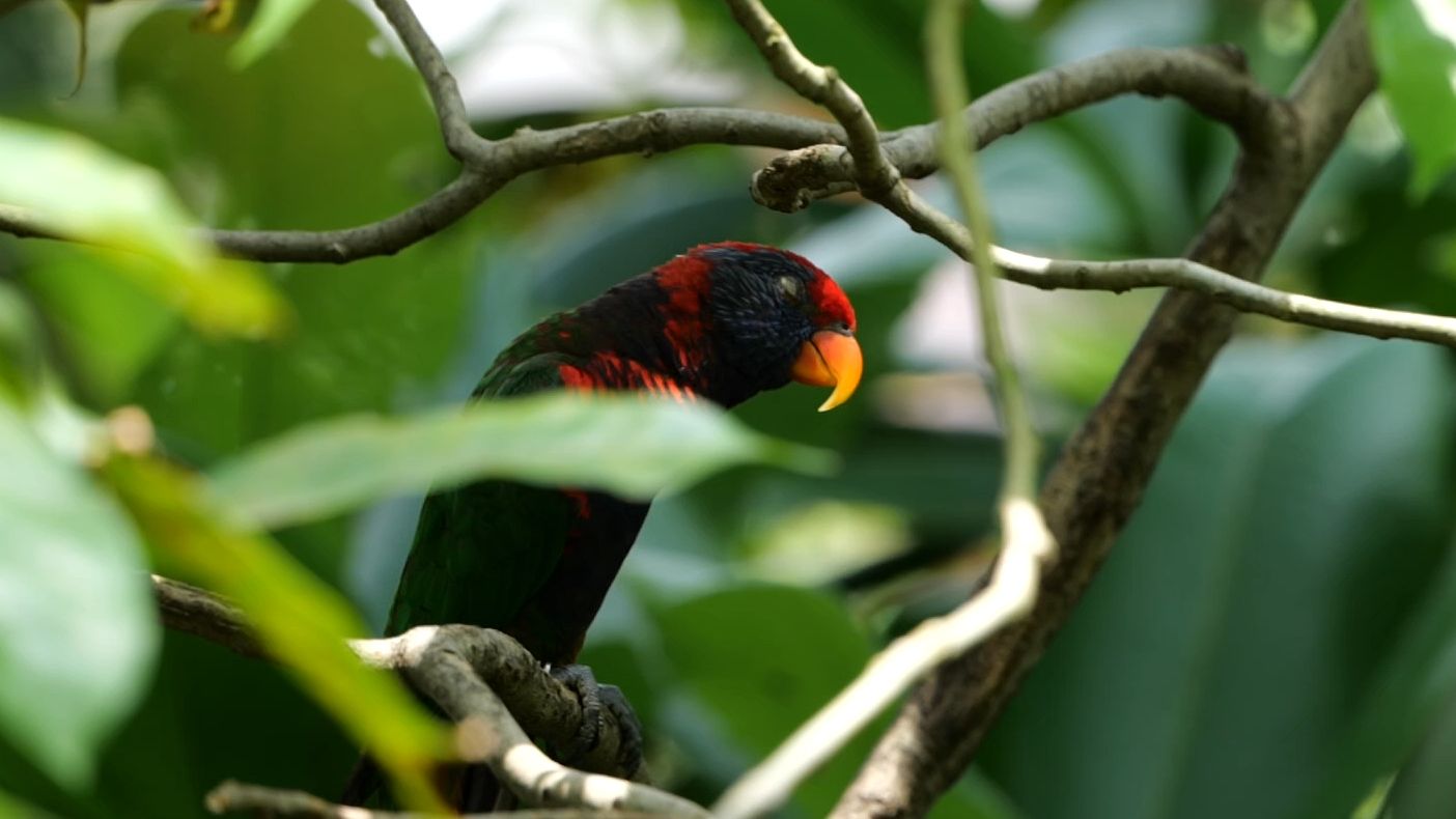 一只摇头晃脑的鹦鹉