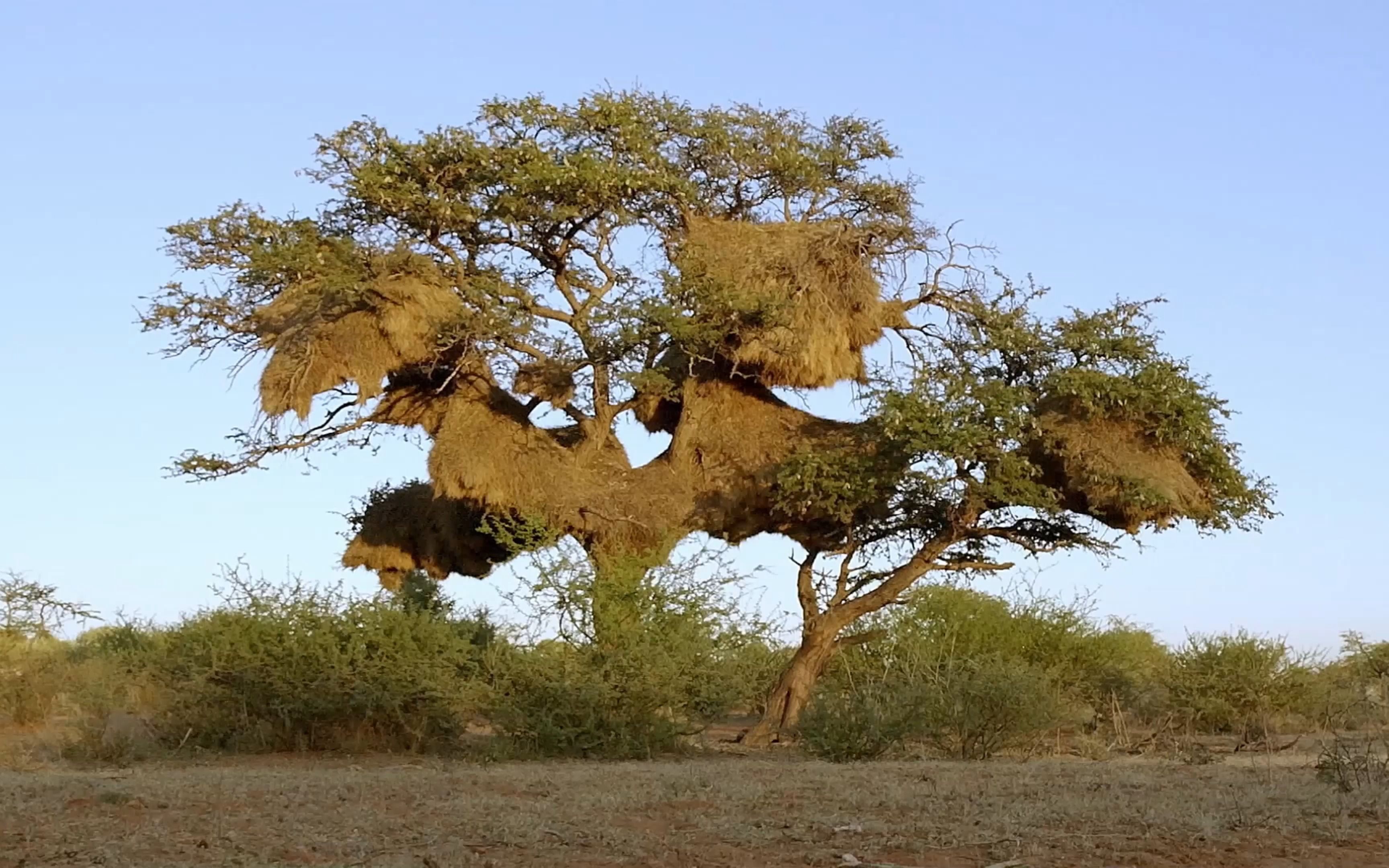 骆驼刺-非洲的生命之树 预告片