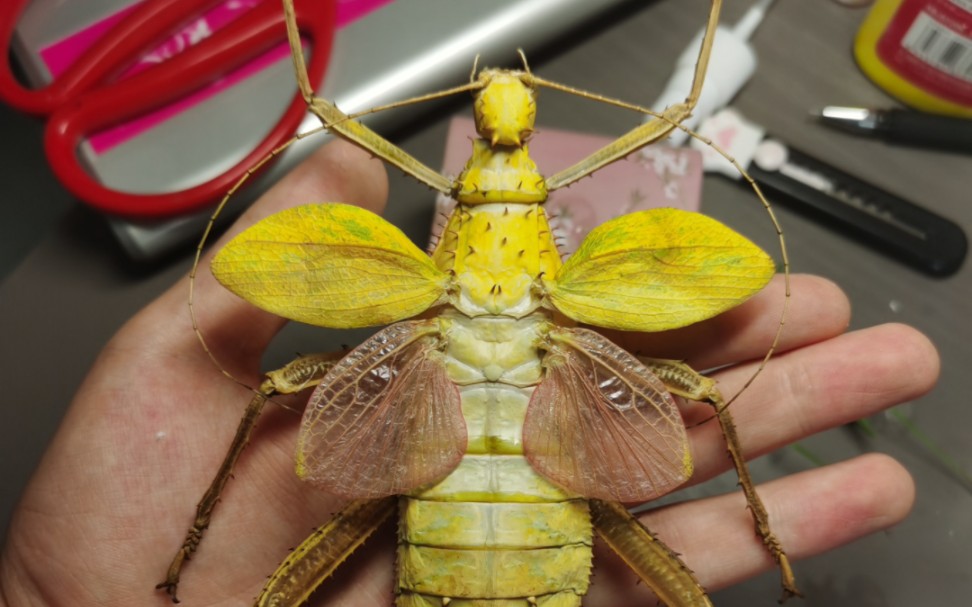 马来西亚巨扁竹节虫标本制作