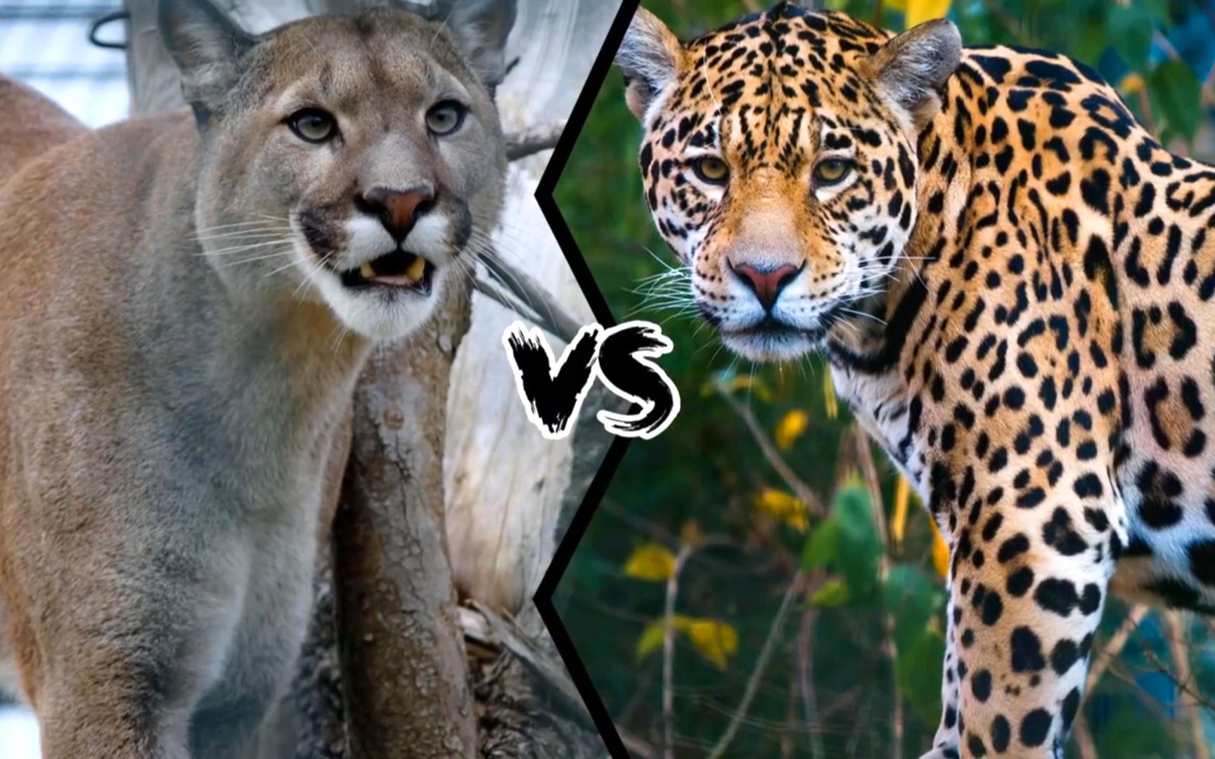 雪豹vs美洲狮图片