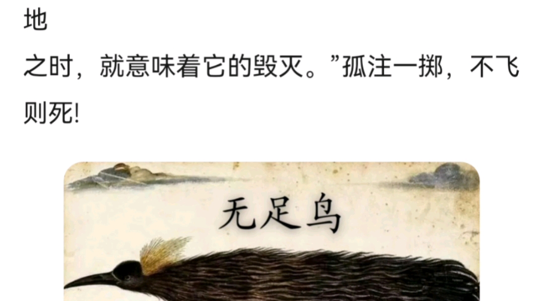 无足之鸟,孤注一掷,不飞则死