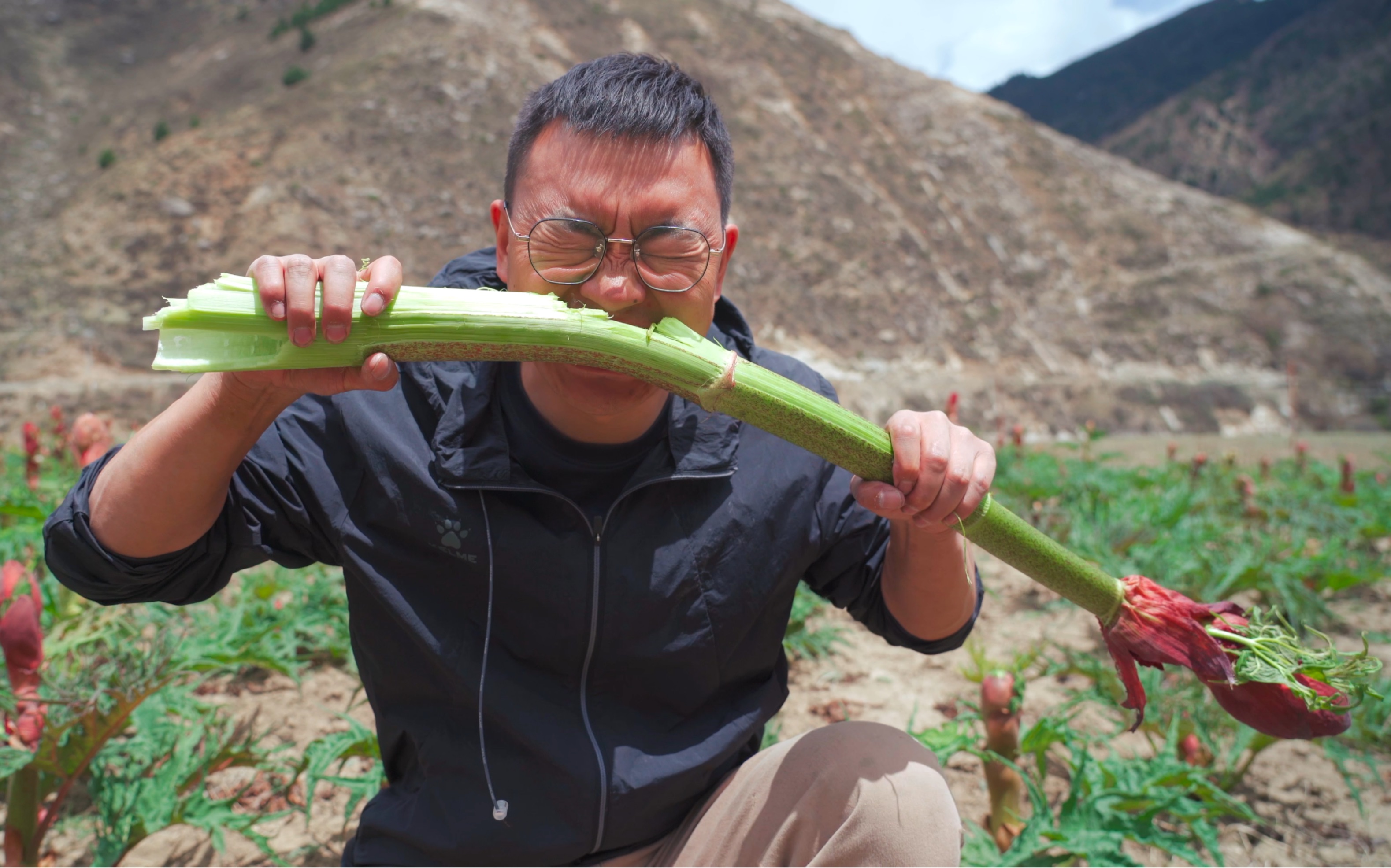 和虎杖一样的大黄薹味道如何?在野外捡虎掌菌,口渴了就吃它哔哩哔哩bilibili