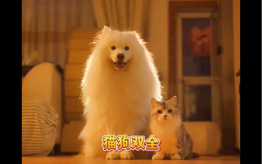 《猫狗双全》哔哩哔哩bilibili