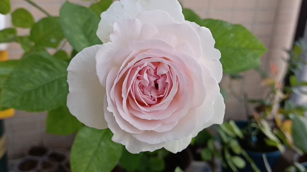 广东月季(伊芙乙女心,红色直觉,骇客)