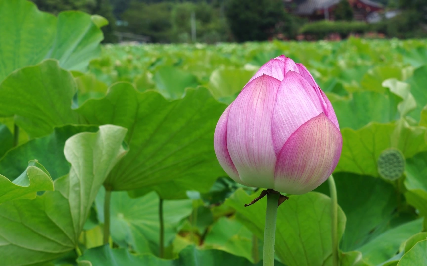 [图]东京 上野 不忍池，莲花与蛇