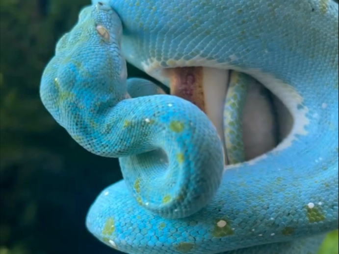 morelia viridis绿树蟒