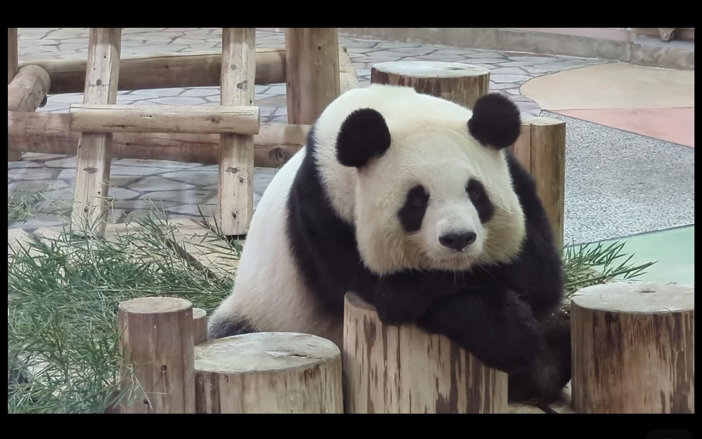 旅居日本和歌山的高龄大熊猫～良浜(今年23岁,约同人类70～80岁)