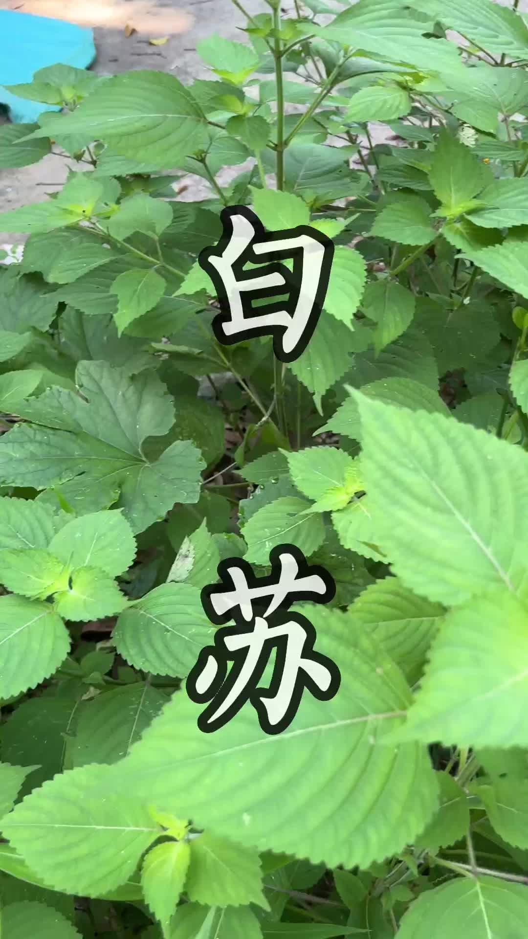 白苏的功效与作用图片图片